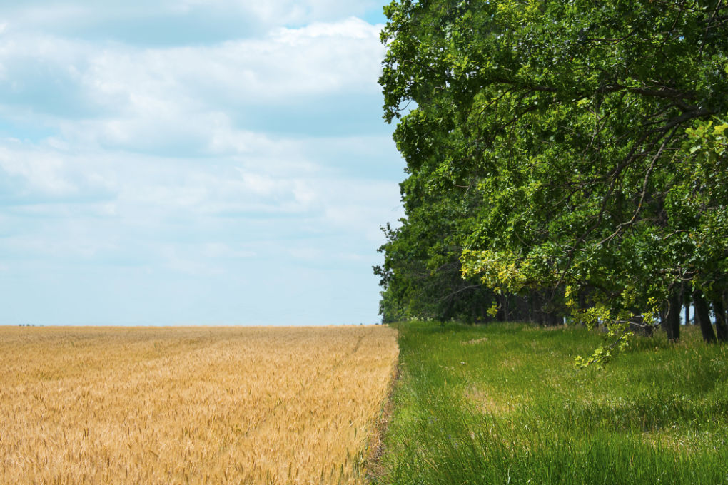 Farm Diversification