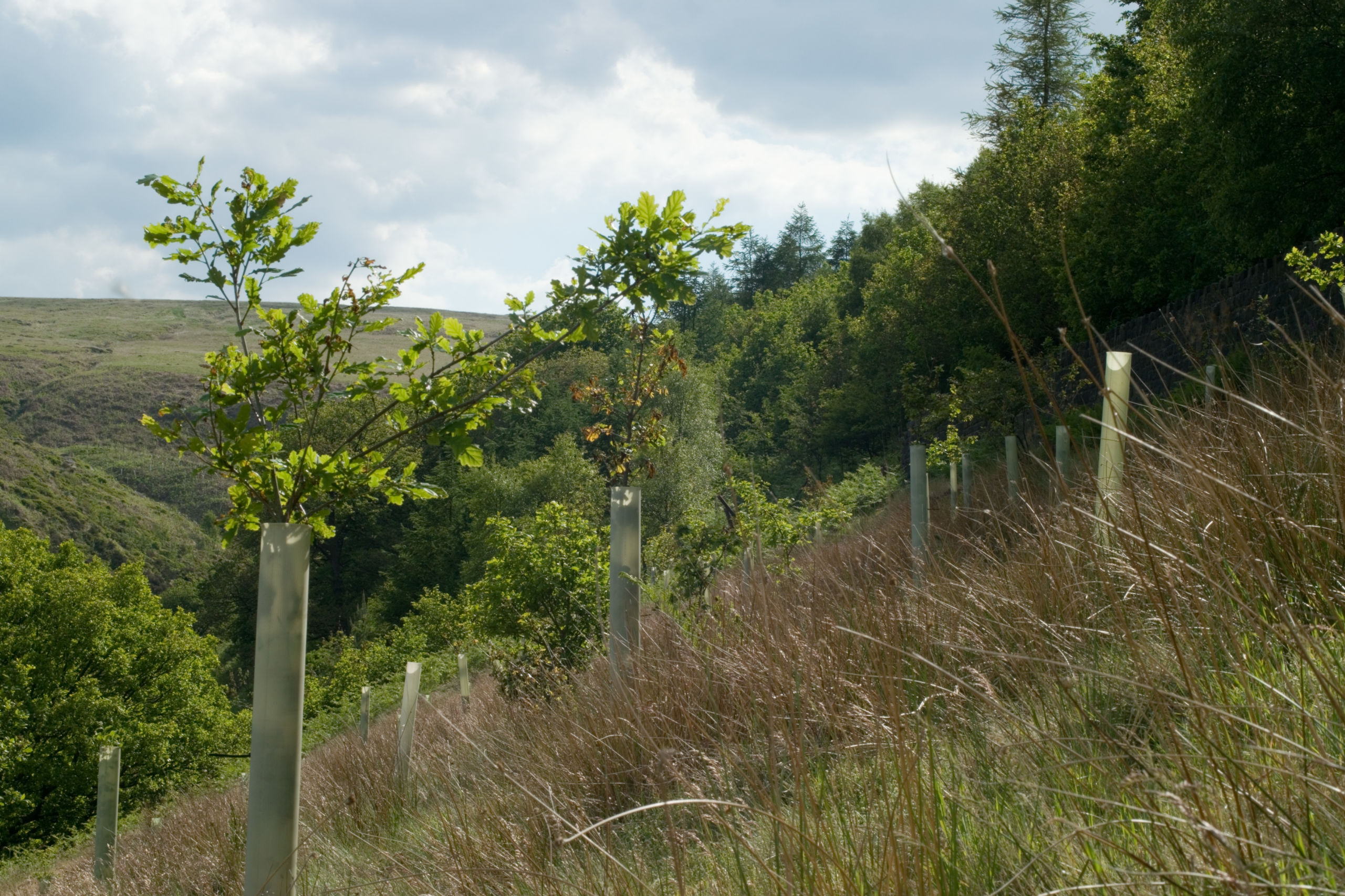 Grants & Subsidies for Farmers & Landowners